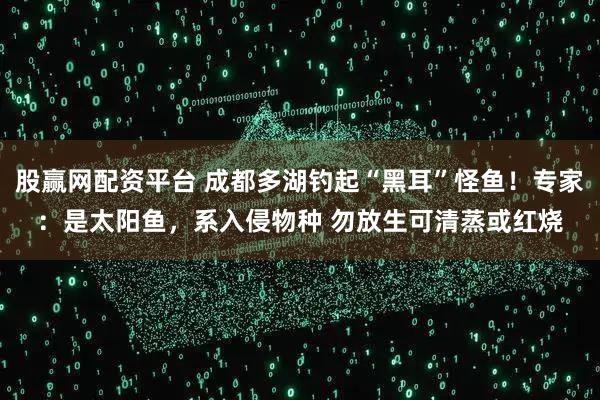 股赢网配资平台 成都多湖钓起“黑耳”怪鱼！专家：是太阳鱼，系入侵物种 勿放生可清蒸或红烧